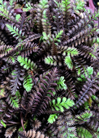 Leptinella squalida 'Platt's Black'